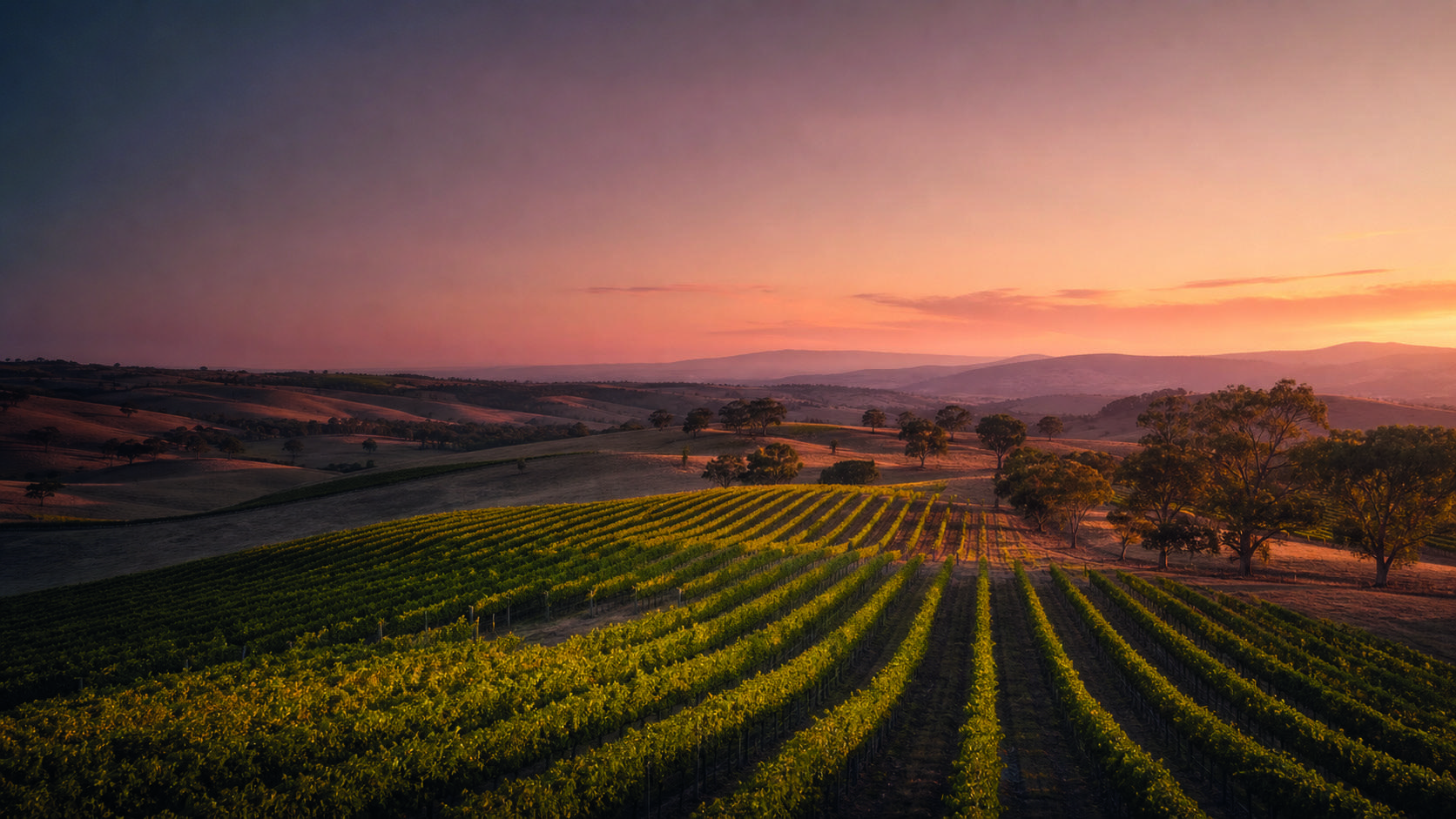 South Australian vineyard at sunset