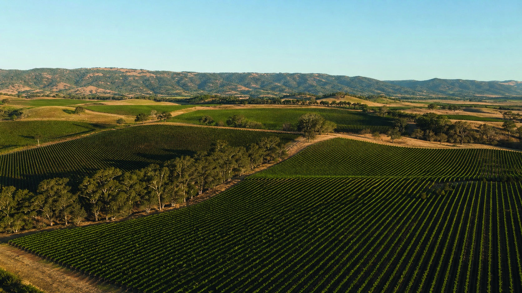 Vineyard rows and rolling hills in South Australia